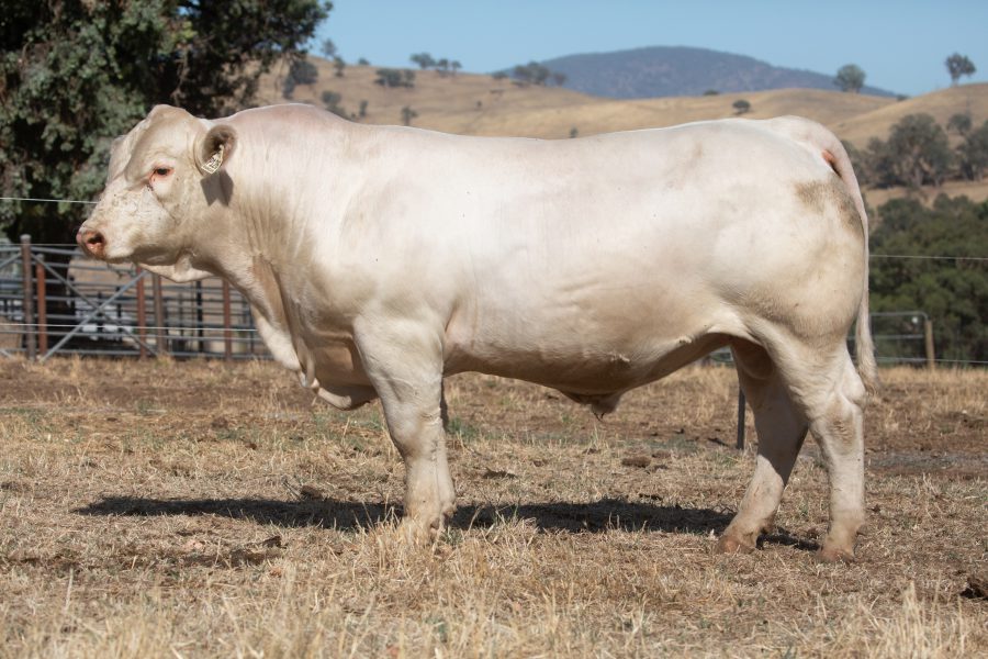 St Clair Rangan Picasso St Clair Ragan Picasso