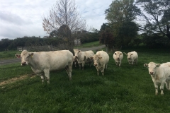 Charolias-2 Charolias-2