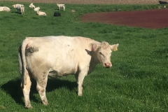 Charolias-4 Charolias-4