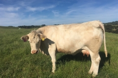 charolias-18 charolias-18