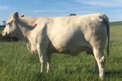 charolias-20 charolias-20