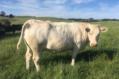 charolias-21 charolias-21